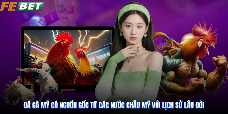 Đá Gà Mỹ có nguồn gốc từ các nước Châu Mỹ với lịch sử lâu đời