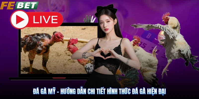 Đá Gà Mỹ - Hướng Dẫn Chi Tiết Hình Thức Đá Gà Hiện Đại