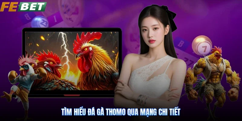 Tìm hiểu Đá Gà Thomo qua mạng chi tiết